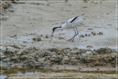 IMG_2627 (02-06-2012)