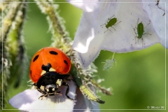 IMG_7742 (18-06-2010) _de