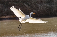 IMG_9301 (04-02-2012)_deR