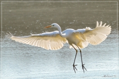 IMG_9307 (04-02-2012)_deR