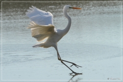 IMG_9311 (04-02-2012)_deR