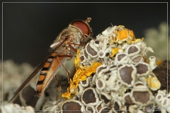 macro_IMG_1073_aeR (23-03-2012)