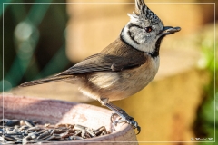 4L4A3370 (03-12-2019)_deR