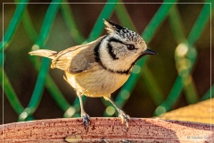 4L4A3375 (03-12-2019)_deR