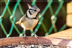 4L4A3377 (03-12-2019)_deR
