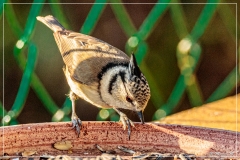 4L4A3387 (03-12-2019)_deR