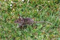 IMG_8070 (28-05-2025)_web1200