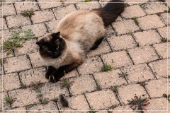 IMG_8077 (28-05-2025)_web1200